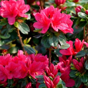 Azalka japonská (Azalea japonica) ´HINO CRIMSON ROUGE´ - výška 20-30 cm, kont. C1,5L